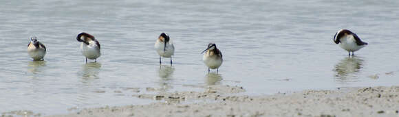 Image of Wilson's Phalarope