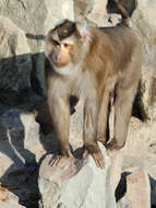 Image of Pig-Tail Macaque