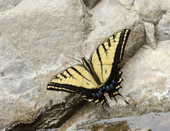 Sivun Papilio multicaudata Kirby 1884 kuva
