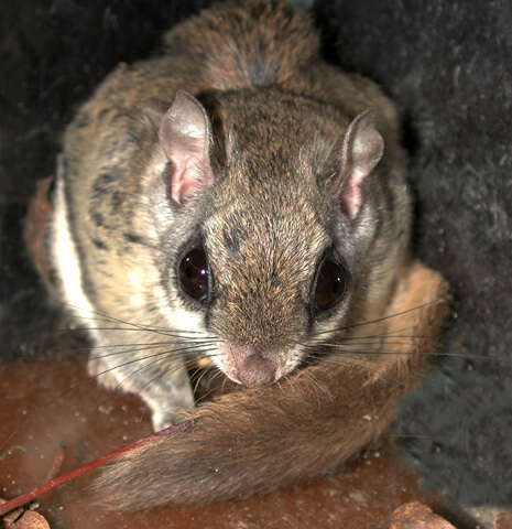 Image of Carolina Flying Squirrel