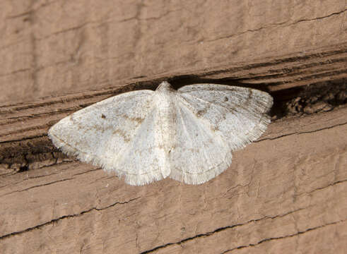 Image of Gray Spring Moth