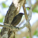 Image of Bronzed Cowbird