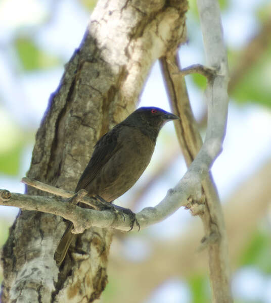 Image of Bronzed Cowbird