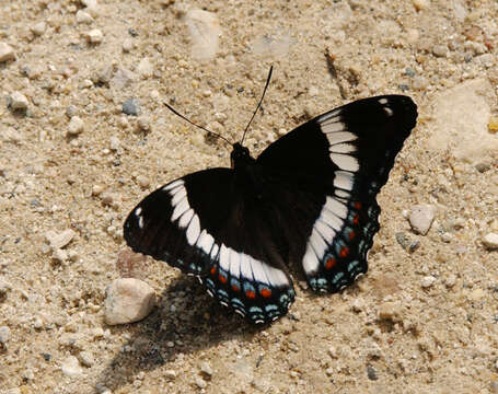 Limenitis arthemis Drury 1773 resmi