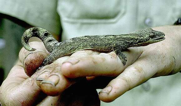 Image of turnip-tailed geckos