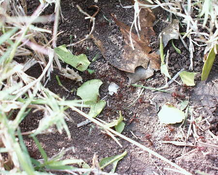 Image of leaf-cutter ants