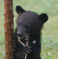 Слика од Азиска црна мечка