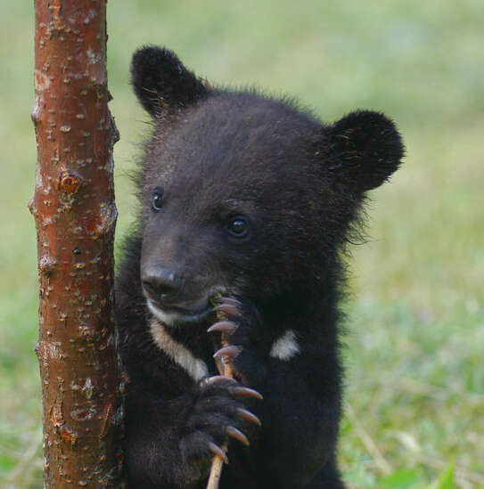 亞洲黑熊的圖片