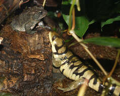 Image of Eastern Tiger Salamander