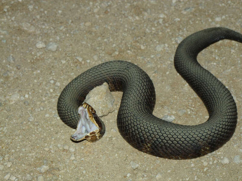 Image of Cottonmouth