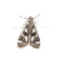 Image of Polymorphic Pondweed Moth