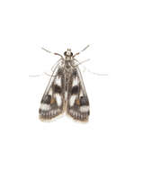 Image of Polymorphic Pondweed Moth