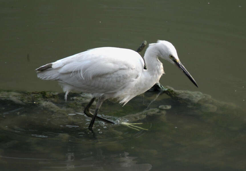 Image of Little Egret