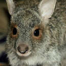 Image of Spectacled Hare Wallaby