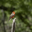 Image of Scarlet Flycatcher