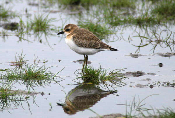 Image of Little Ringed Plover