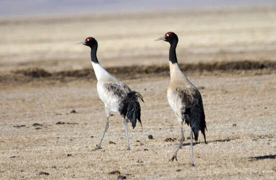 Image of Black-necked Crane