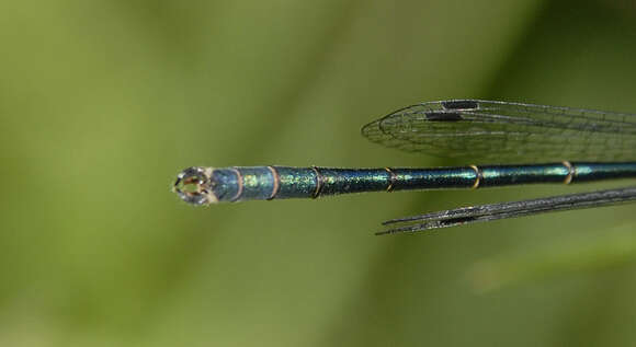 Image of Emerald Spreadwing