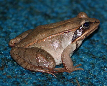 Imagem de Lithobates sylvaticus (Le Conte 1825)