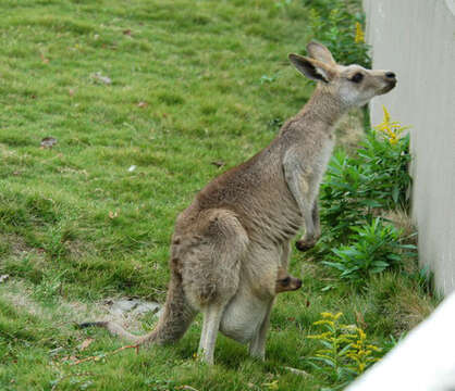 Image of Eastern Gray Kangaroo