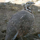 Image of Himalayan Snowcock