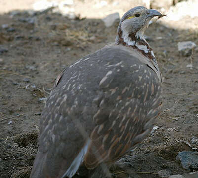 Image of Himalayan Snowcock