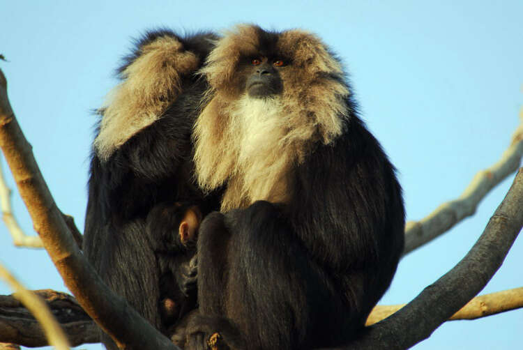 Image of Lion-tailed Macaque