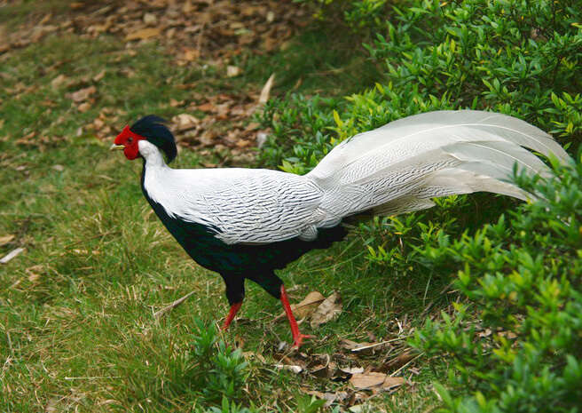 Image of Silver Pheasant