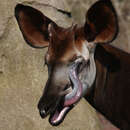 Image of Okapi