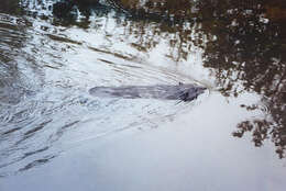 Image of beavers, gophers, kangaroo rats, pocket mice, and relatives