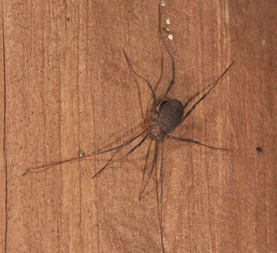 Image of harvestmen