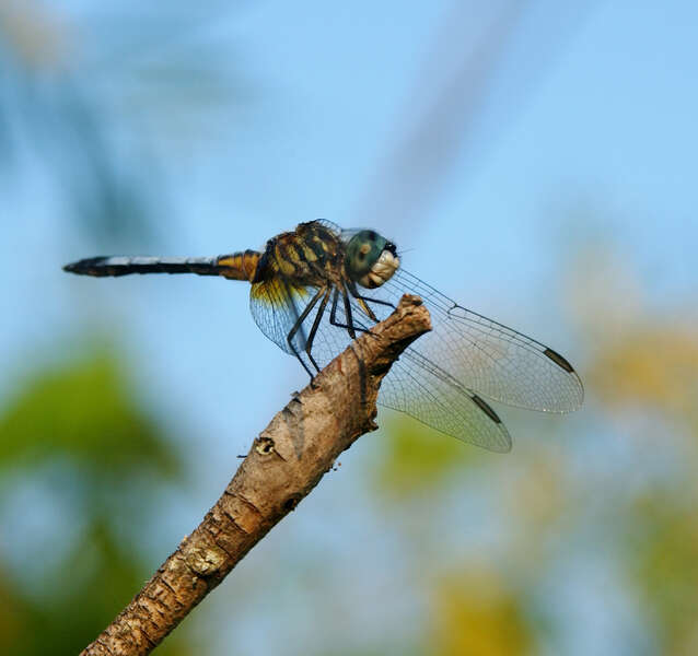 Image of Blue Dasher