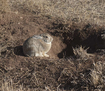 Image of Cottontail rabbit