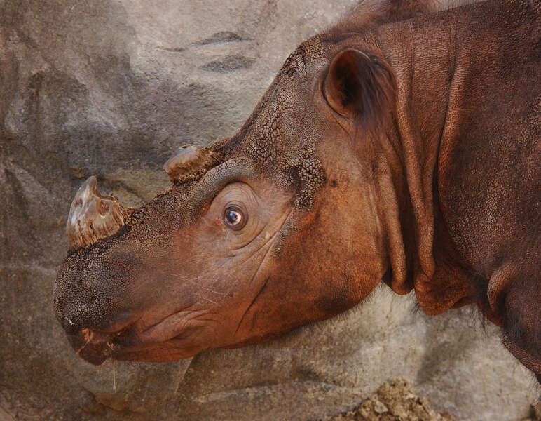 Image of horses, rhinoceroses, and tapirs