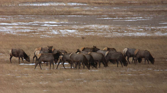 Image of Red Deer