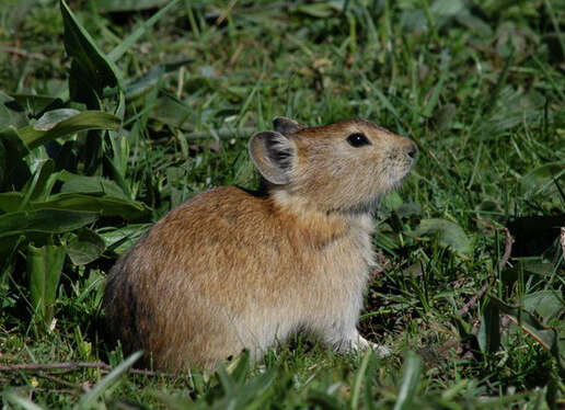 Image of Black-lipped Pika