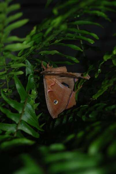 Image of Tussah moths