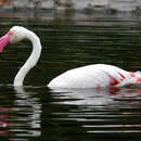 Sivun flamingo kuva