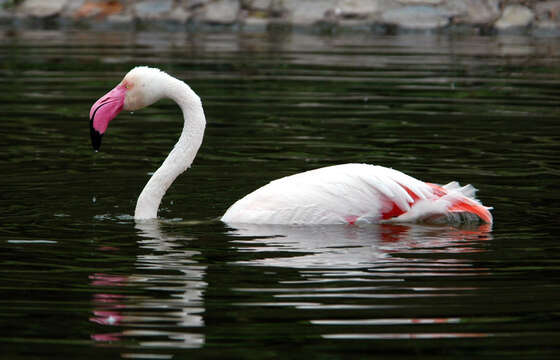 Imagem de Phoenicopterus roseus Pallas 1811