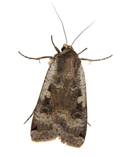 Image of Yellow Underwings