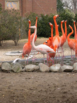 Imagem de Phoenicopterus ruber Linnaeus 1758