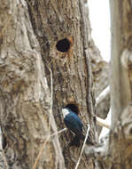 Image of Tree Swallow