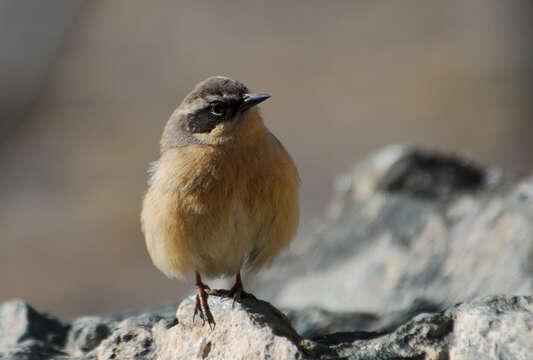 Image of Brown Accentor