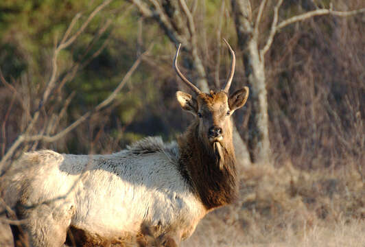 Imagem de Cervus elaphus Linnaeus 1758