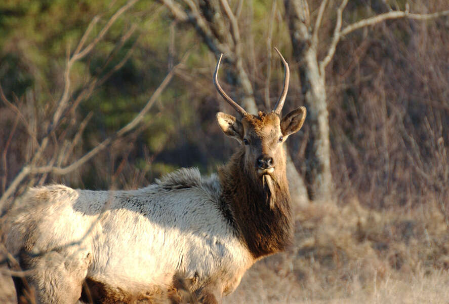 Image of Red Deer