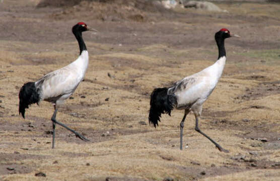 Слика од Grus nigricollis Przewalski 1876