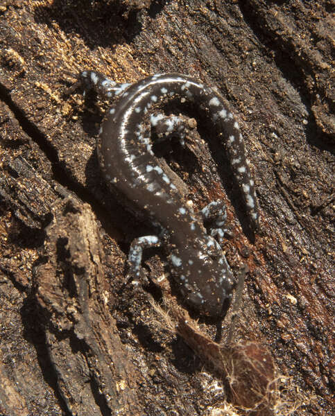 Image of Blue-spotted Salamander