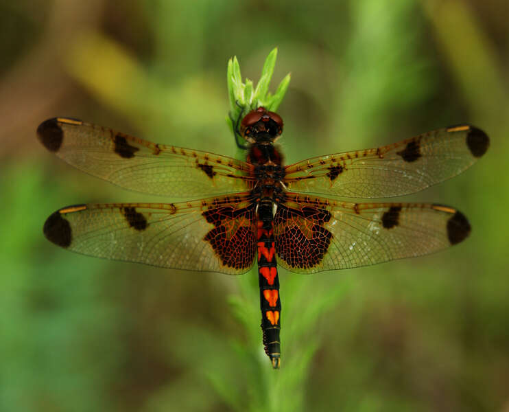 Celithemis Hagen 1861 resmi