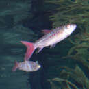 Image of Pink-tailed characin