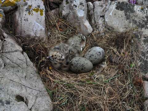 Imagem de Larus argentatus Pontoppidan 1763